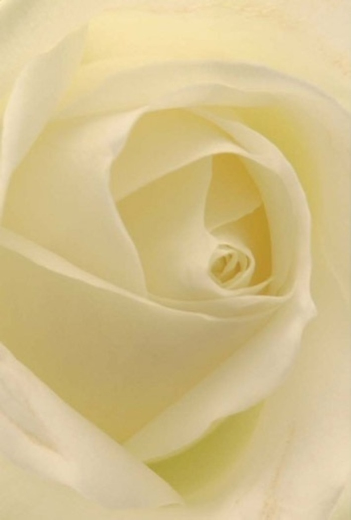 Viewed up close, this classic white rose reveals a harmonious interplay of softness and architectural grace, each petal layered with tranquil sophistication and arranged by an expert at Anerley Florist. Shades of creamy white blend seamlessly, bathed in gentle daylight that seems to make each fold glow as though illuminated from within-a reflection of the peaceful moments found strolling through Betts Park or pausing on Anerley Hill. The bloom's center, spiraled with near-geometric perfection, embodies purity and resilience, echoing the quiet strength often called upon for significant occasions in the Anerley community. The subtle transitions of tone and shadow elevate its natural beauty, while the overall composition radiates understated elegance-ideal for a romantic gesture, a heartfelt apology, or a centrepiece gracing a wedding at a local venue. Hovering in the air is an unspoken fragrance, crisp and calming, a gentle reminder that true floral artistry conveys feeling beyond words. This bouquet, fresh and expertly composed by local florists, is ready for same-day delivery throughout Anerley, offering a serene touch wherever heartfelt sentiments need to be expressed.